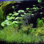 植栽から57日目　スクリューバリスネリア